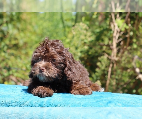 Medium Photo #6 ShihPoo Puppy For Sale in DYERSBURG, TN, USA