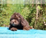 Small #5 ShihPoo