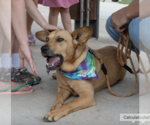 Small #2 Australian Shepherd Mix