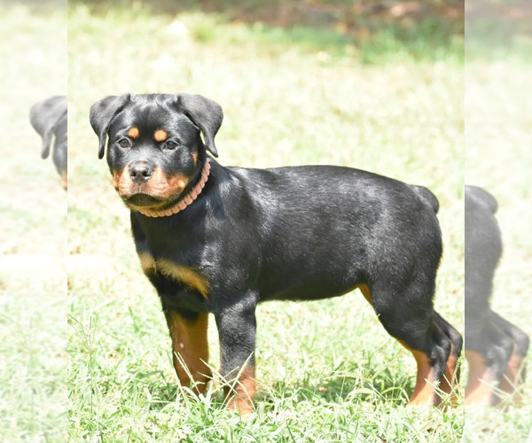 Medium Photo #3 Rottweiler Puppy For Sale in JONESBORO, GA, USA