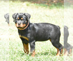 Small Photo #3 Rottweiler Puppy For Sale in JONESBORO, GA, USA