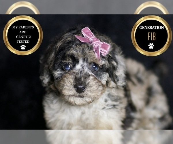 Medium Photo #64 Maltipoo Puppy For Sale in WARSAW, IN, USA