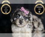 Small Photo #64 Maltipoo Puppy For Sale in WARSAW, IN, USA