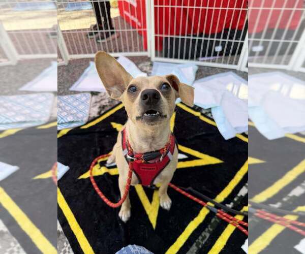 Medium Photo #12 Chihuahua-Unknown Mix Puppy For Sale in New York, NY, USA