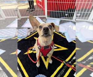 Mason (GA) - Male Chihuahua-Unknown Mix Dog for Adoption - Photo #12