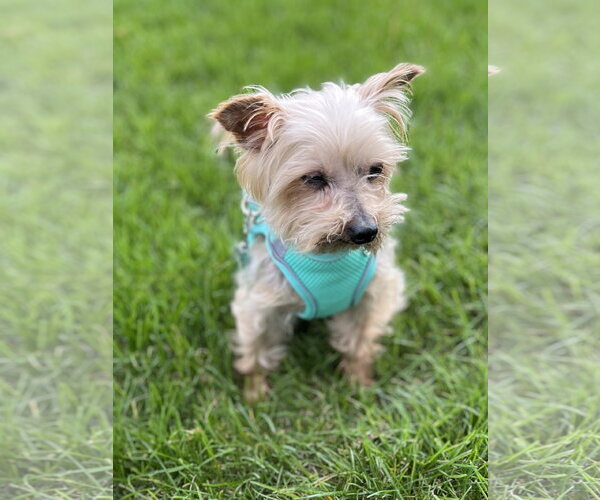 Medium Photo #3 Mutt Puppy For Sale in Allentown,, PA, USA