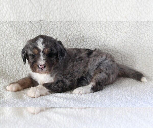 Medium Photo #2 Bernedoodle Puppy For Sale in FREDERICKSBURG, OH, USA