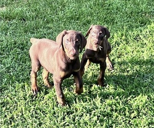 Doberman Pinscher Puppy for Sale in HARTSELLE, Alabama USA