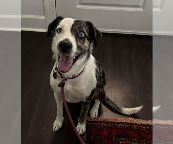 Medium Photo #4 Catahoula Leopard Dog-Unknown Mix Puppy For Sale in Boston, MA, USA