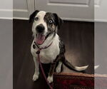Small #3 Catahoula Leopard Dog Mix