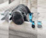 Puppy 10 Labrador Retriever