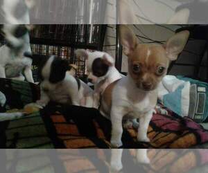 Chihuahua Puppy for sale in ALBANY, OR, USA