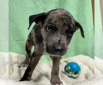 Small #2 Catahoula Leopard Dog Mix
