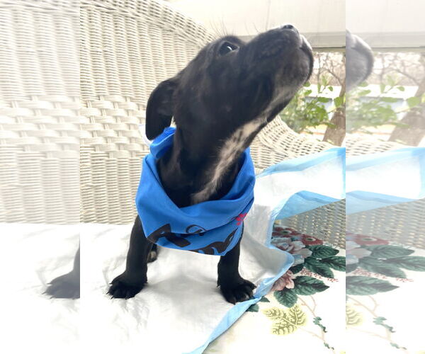 Medium Photo #10 Mutt Puppy For Sale in Holly Springs, NC, USA