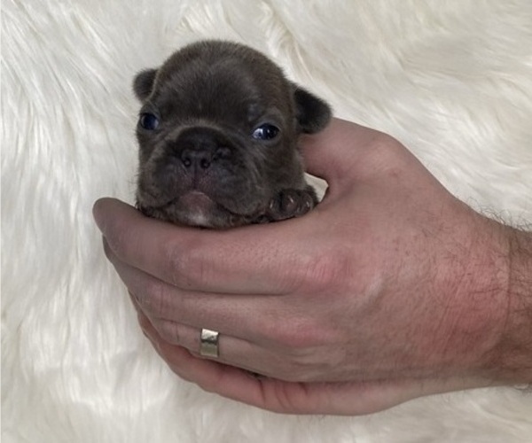 Medium Photo #7 French Bulldog Puppy For Sale in SOMERS, MT, USA