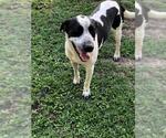 Small Bluetick Coonhound