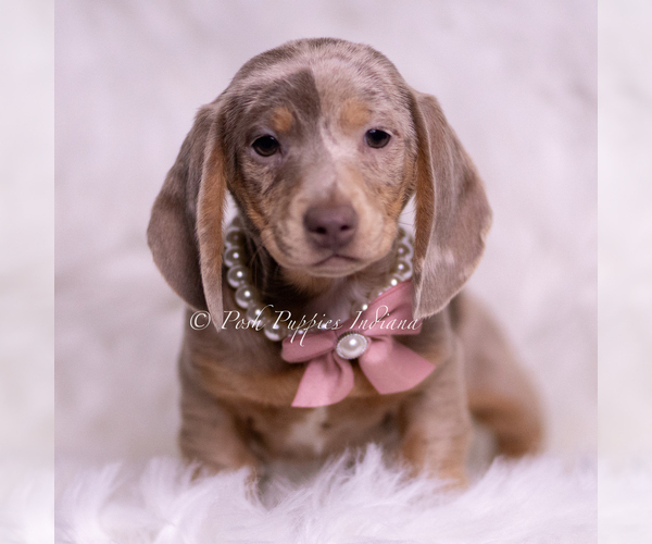 Medium Photo #45 Dachshund Puppy For Sale in WARSAW, IN, USA