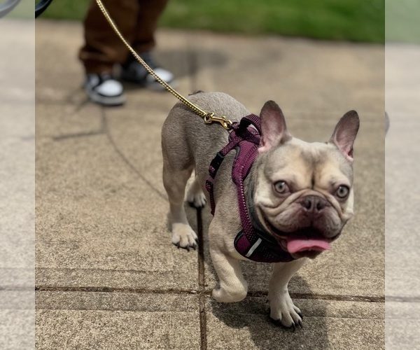 Medium Photo #1 French Bulldog Puppy For Sale in ATHENS, GA, USA