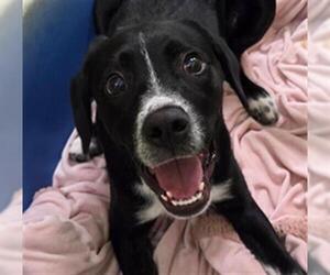 Border Collie-Unknown Mix Dogs for adoption in Woodland, CA, USA