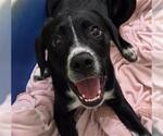 Small Border Collie Mix
