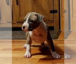 Small Photo #6 American Bully Puppy For Sale in WEST YORK, PA, USA