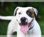 Small #1 Labrador Retriever Mix