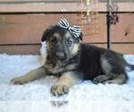 Small Photo #5 German Shepherd Dog Puppy For Sale in HONEY BROOK, PA, USA