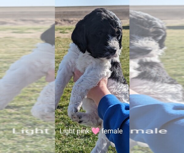 Medium Photo #8 Bernedoodle Puppy For Sale in TABLE GROVE, IL, USA