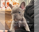 Puppy 3 French Bulldog