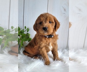 Goldendoodle (Miniature) Puppy for sale in MILLERSBURG, OH, USA
