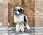 Small #5 F2 Aussiedoodle