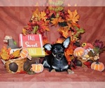 Puppy Egypt Chihuahua
