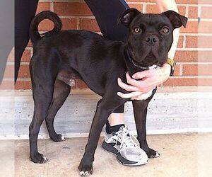 Pug-Unknown Mix Dogs for adoption in Carrollton, TX, USA