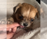 Small #11 Chihuahua