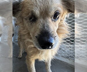 Chihuahua Dogs for adoption in Bakersfield, CA, USA