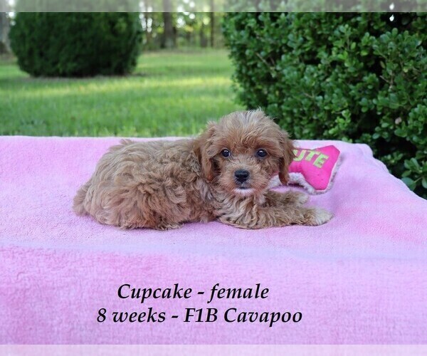 Medium Photo #5 Cavapoo Puppy For Sale in CLARKRANGE, TN, USA