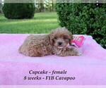 Small Photo #5 Cavapoo Puppy For Sale in CLARKRANGE, TN, USA