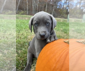 Labrador Retriever Puppy for sale in NEOLA, WV, USA