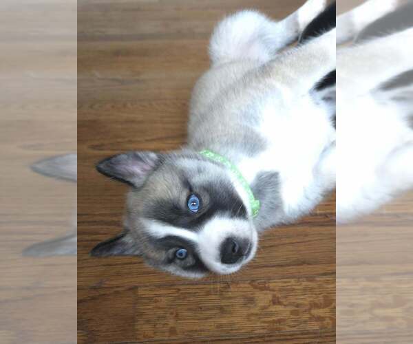 Medium Photo #3 Siberian Husky-Unknown Mix Puppy For Sale in Raleigh, NC, USA