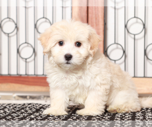 Maltipoo Puppy for sale in NAPLES, FL, USA