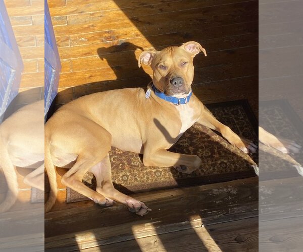 Medium Photo #1  Puppy For Sale in , 