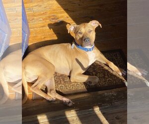 American Pit Bull Terrier-Rhodesian Ridgeback Mix Dogs for adoption in Spotsylvania, VA, USA