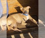 Small American Pit Bull Terrier-Rhodesian Ridgeback Mix