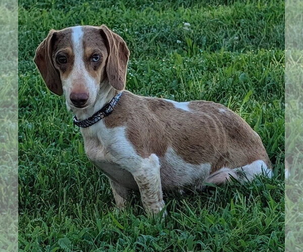 Medium Photo #2 Dachshund Puppy For Sale in Shelbyville, TN, USA