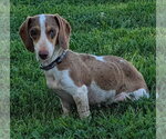Small #1 Dachshund