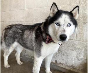 Siberian Husky Dogs for adoption in San Bernardino, CA, USA