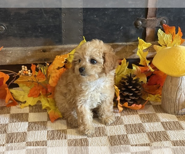 Medium Photo #3 Cavapoo (Miniature) Puppy For Sale in FULTON, KS, USA