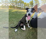 Small #5 Australian Shepherd-Catahoula Leopard Dog Mix