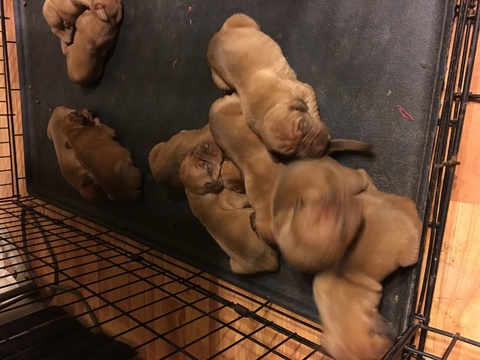 Medium Photo #1 Dogue de Bordeaux Puppy For Sale in LITTLE ROCK, AR, USA