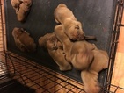 Small Photo #1 Dogue de Bordeaux Puppy For Sale in LITTLE ROCK, AR, USA
